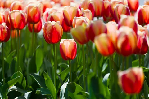 Tulpenveld 4K-achtergrond · flowers · 3840×2558