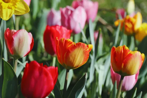 Wallpaper Ladang Bunga Tulip 4K · flowers · 3840×2560