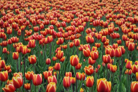 خلفية حقل التوليب بدقة 4K · flowers · 3840×2560