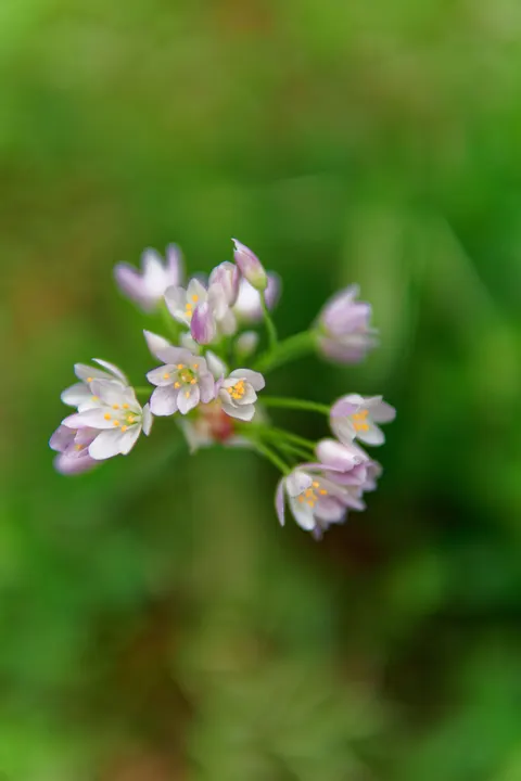 Pastel Blooms Phone Wallpaper · pastel · 1440×2160