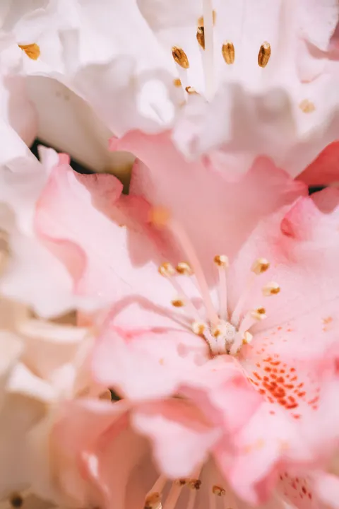 Pastel Blooms Phone Wallpaper · pastel · 1440×2160
