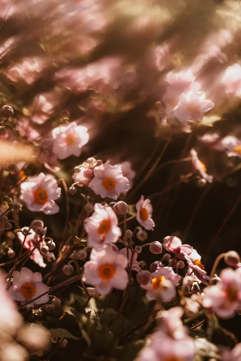 Pastel Blooms Phone Wallpaper · pastel · 1440×2157