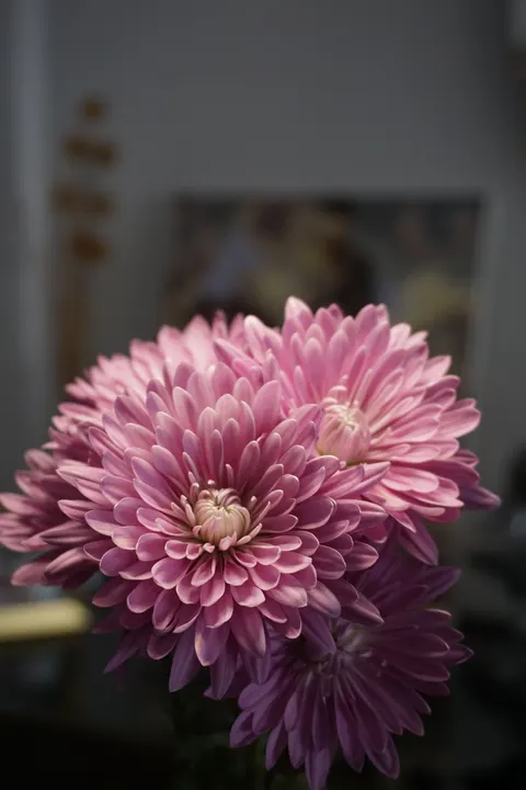 Pastel Blooms Phone Wallpaper · pastel · 1440×2160