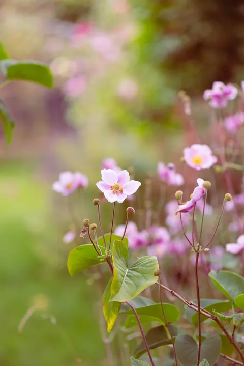 Pastel Blooms Phone Wallpaper · pastel · 1440×2157