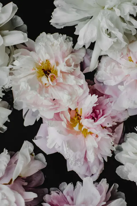 Pastel Blooms Phone Wallpaper · pastel · 1440×2160