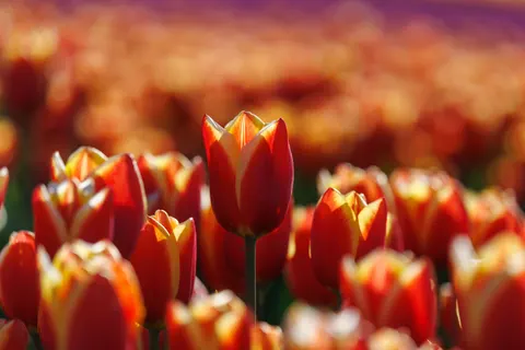 Wallpaper Ladang Bunga Tulip 4K · flowers · 3840×2561