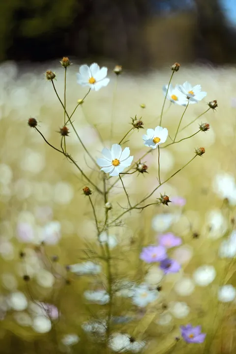Pastel Blooms Phone Wallpaper · pastel · 1440×2160