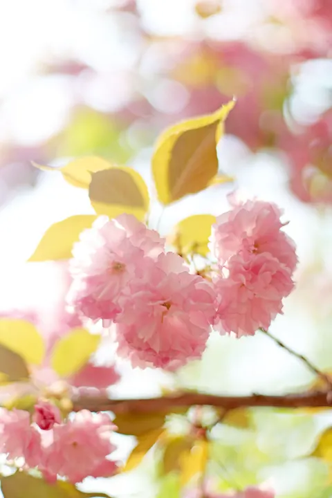 Pastel Blooms Phone Wallpaper · pastel · 1440×2160