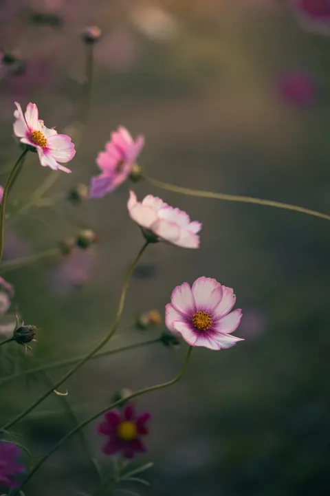Pastel Blooms Phone Wallpaper · pastel · 1440×2164