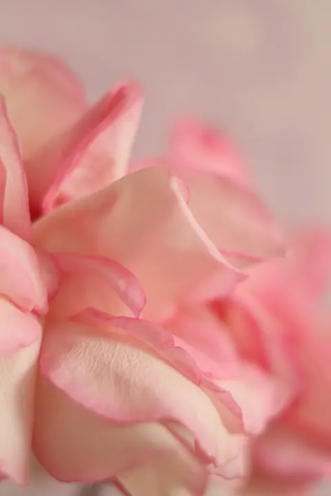 Pastel Blooms Phone Wallpaper · pastel · 1440×2160