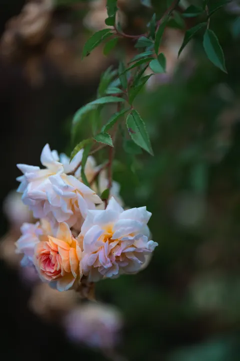 Pastel Blooms Phone Wallpaper · pastel · 1440×2159