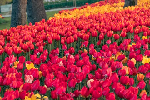 郁金香花田 4K壁纸 · flowers · 3840×2560