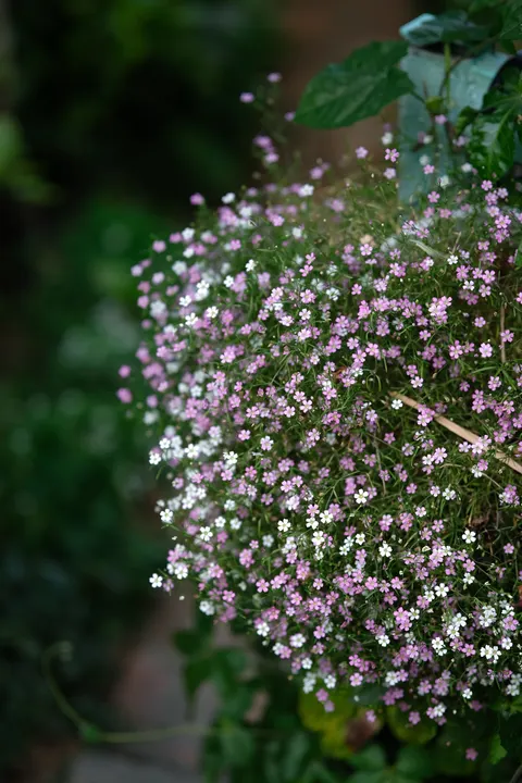 Pastel Blooms Phone Wallpaper · pastel · 1440×2160