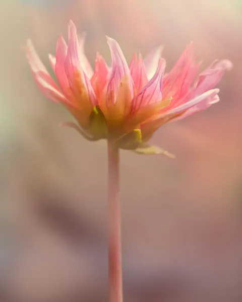 Pastel Blooms Phone Wallpaper · pastel · 1440×1800