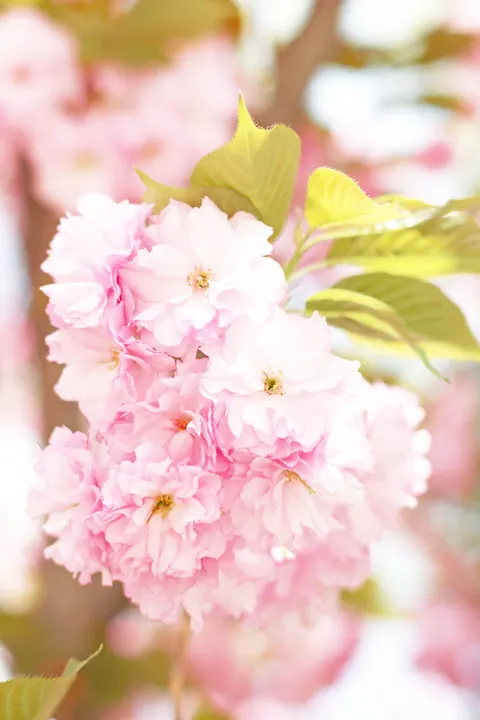 Pastel Blooms Phone Wallpaper · pastel · 1440×2160