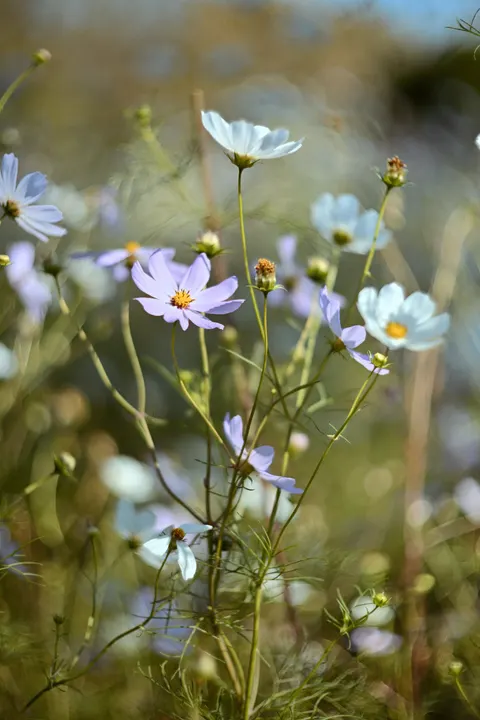 Pastel Blooms Phone Wallpaper · pastel · 1440×2160