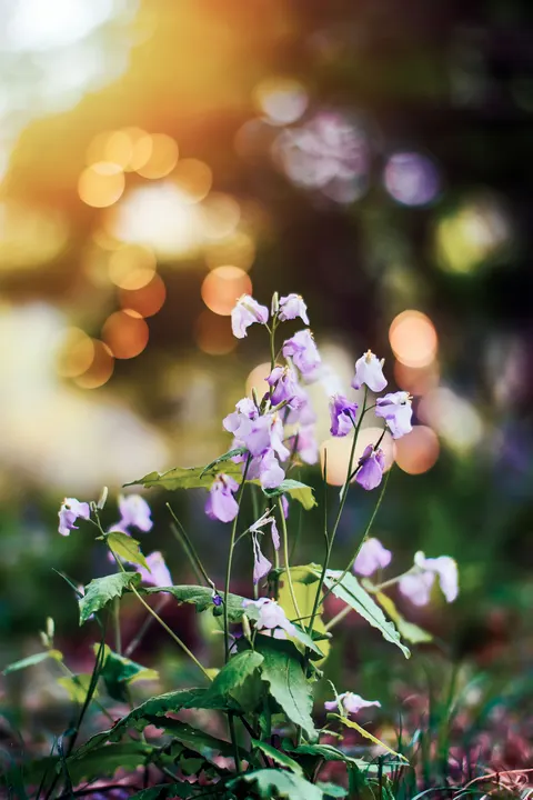 Pastel Blooms Phone Wallpaper · pastel · 1440×2160