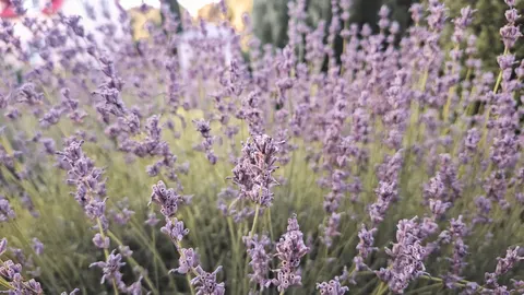 薰衣草田 4K壁纸 · flowers · 3840×2161