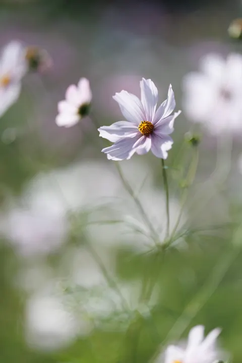Pastel Blooms Phone Wallpaper · pastel · 1440×2160