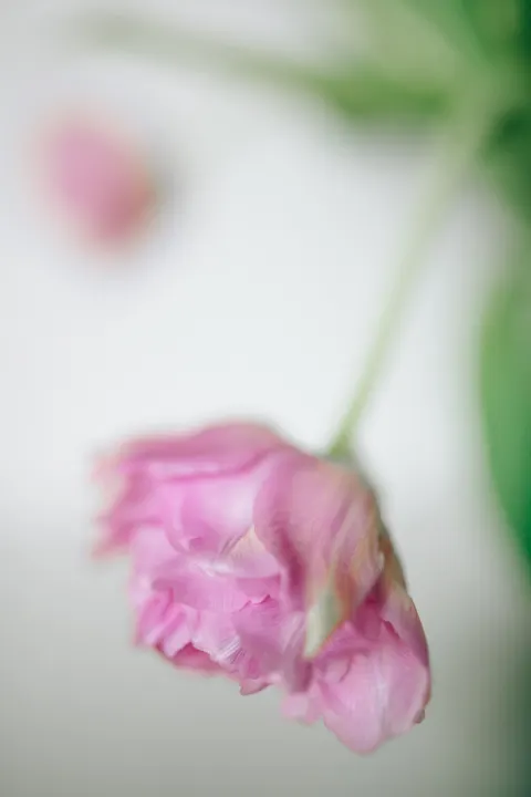 Pastel Blooms Phone Wallpaper · pastel · 1440×2160