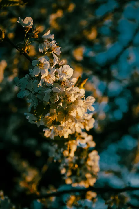 Pastel Blooms Phone Wallpaper · pastel · 1440×2160