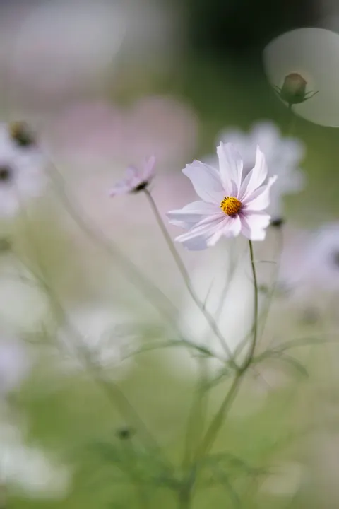 Pastel Blooms Phone Wallpaper · pastel · 1440×2160