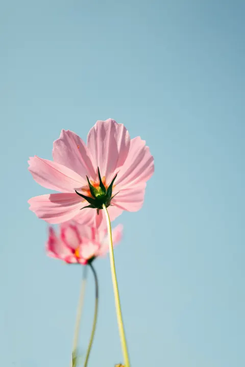 Pastel Blooms Phone Wallpaper · pastel · 1440×2157