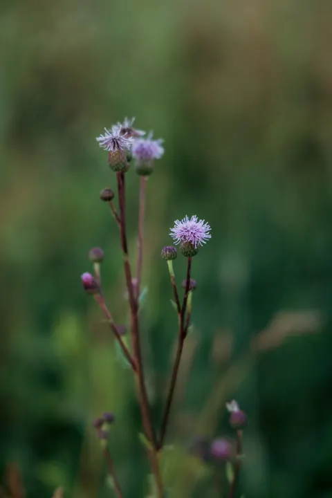 Pastel Blooms Phone Wallpaper · pastel · 1440×2160