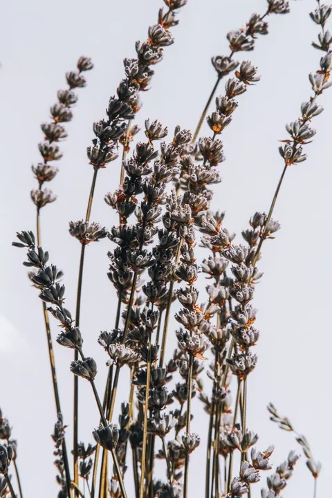 Mint Lavender Phone Wallpaper · pastel · 1440×2160