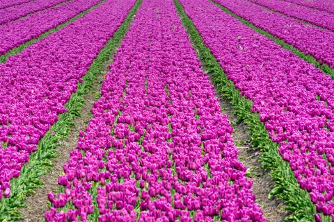 郁金香花田 4K壁纸 · flowers · 3840×2560