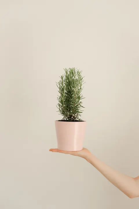 Mint Lavender Phone Wallpaper · pastel · 1440×2157