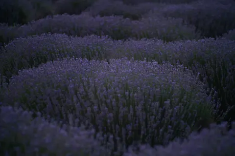 薰衣草田 4K壁纸 · flowers · 3840×2563