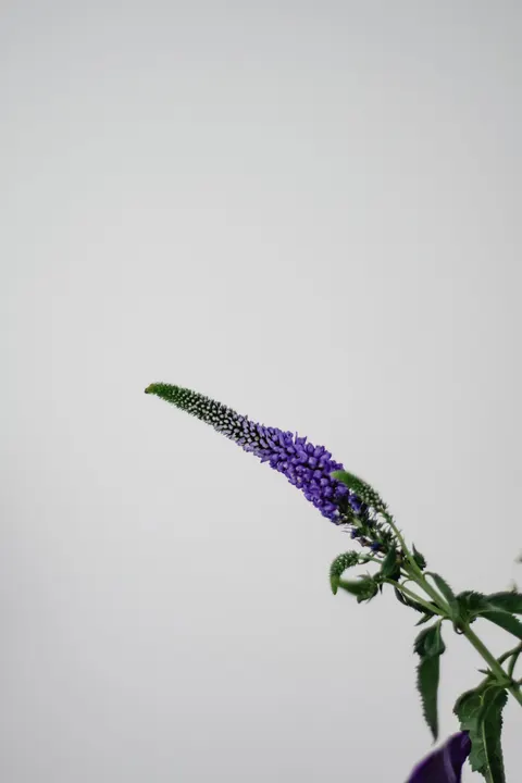 Mint Lavender Phone Wallpaper · pastel · 1440×2160
