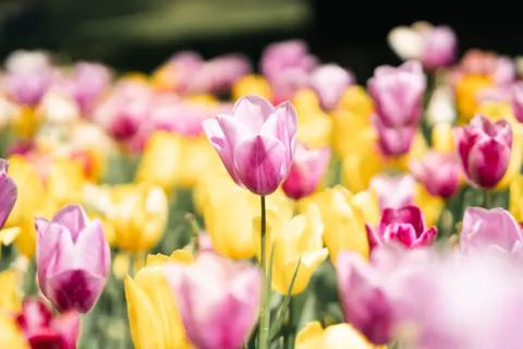Sfondo Campo di Tulipani 4K · flowers · 3840×2560