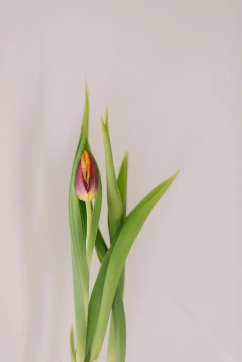 Mint Lavender Phone Wallpaper · pastel · 1440×2157