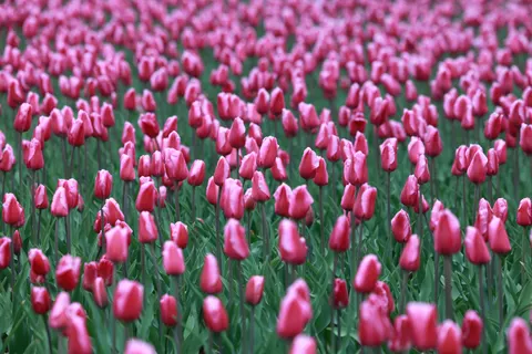 Wallpaper Ladang Bunga Tulip 4K · flowers · 3840×2561