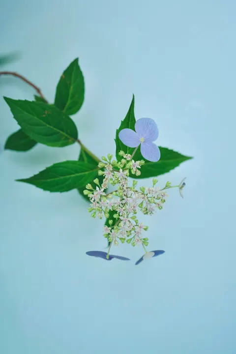 Mint Lavender Phone Wallpaper · pastel · 1440×2160