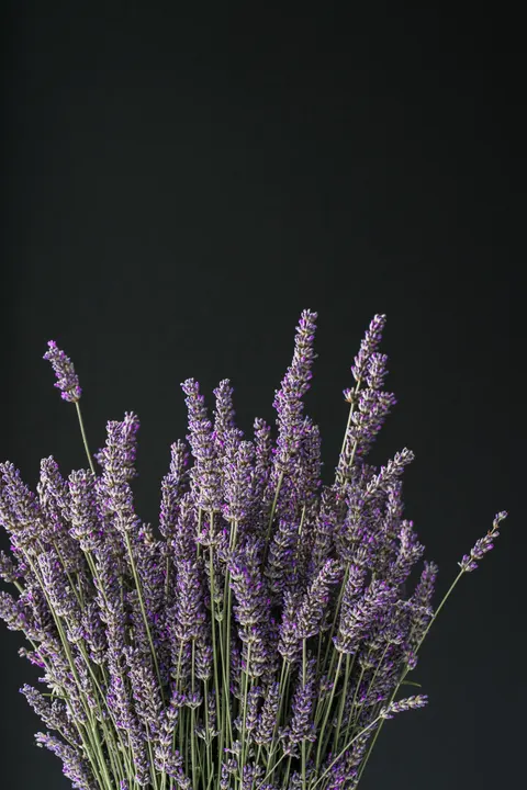 Mint Lavender Phone Wallpaper · pastel · 1440×2160