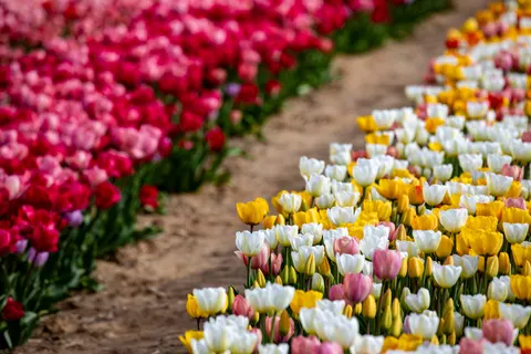 チューリップ畑 4K壁紙 · flowers · 3840×2560