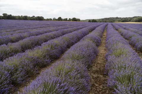 Lavender Field 4K Wallpaper · flowers · 3840×2560