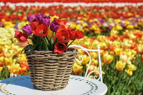 Tulip Field 4K Wallpaper · flowers · 3840×2562