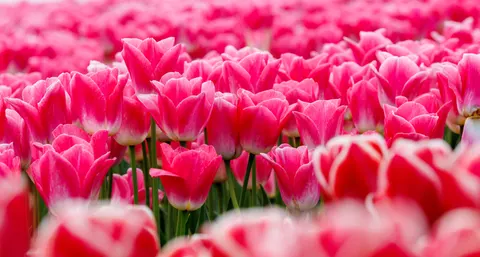郁金香花田 4K壁纸 · flowers · 3840×2058