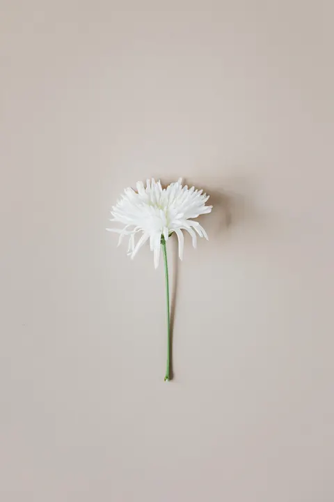 Cream Minimal Phone Wallpaper · pastel · 1440×2160