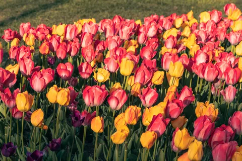 Sfondo Campo di Tulipani 4K · flowers · 3840×2560
