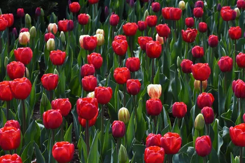 Обои Поле тюльпанов 4K · flowers · 3840×2560