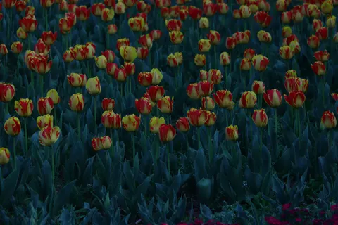 Tulpenveld 4K-achtergrond · flowers · 3840×2560