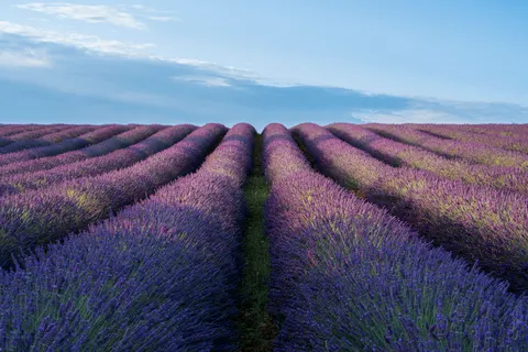 Fond d'écran Champ de lavande 4K · flowers · 3840×2560