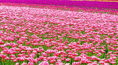 Wallpaper Ladang Bunga Tulip 4K · flowers · 3840×2133