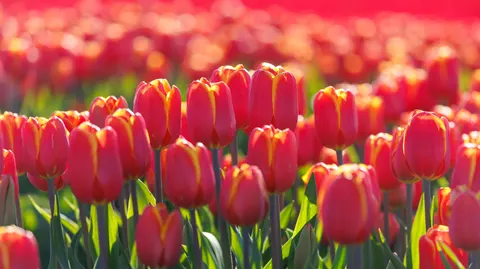 Sfondo Campo di Tulipani 4K · flowers · 3840×2151