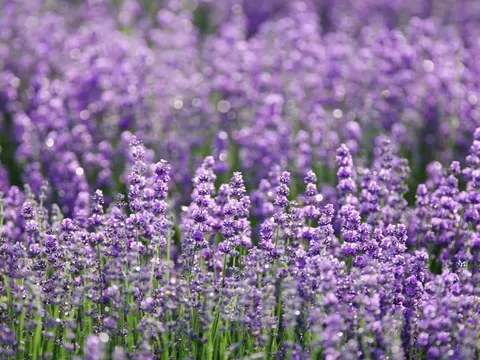 薰衣草田 4K桌布 · flowers · 3840×2880